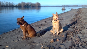 My Dogs: Lonnie and Clyde at Kelly Point Park